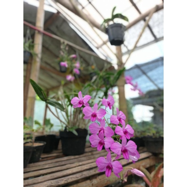 Anggrek Dendrobium Larat