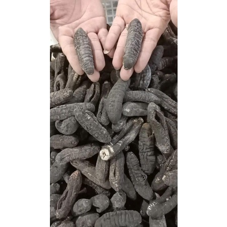 

Teripang kering / Hai Sim / Thut Sim / Teripang Tripang 500gr