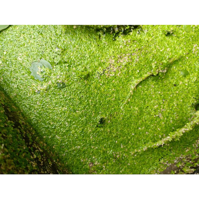 Azola atau mata lele tanaman air