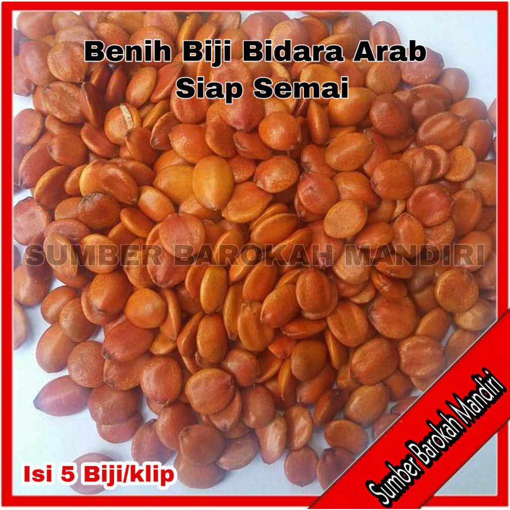 BIJI BIDARA ARAB SUPER SIAP SEMAI BIJI SUPER / BERKUALITAS