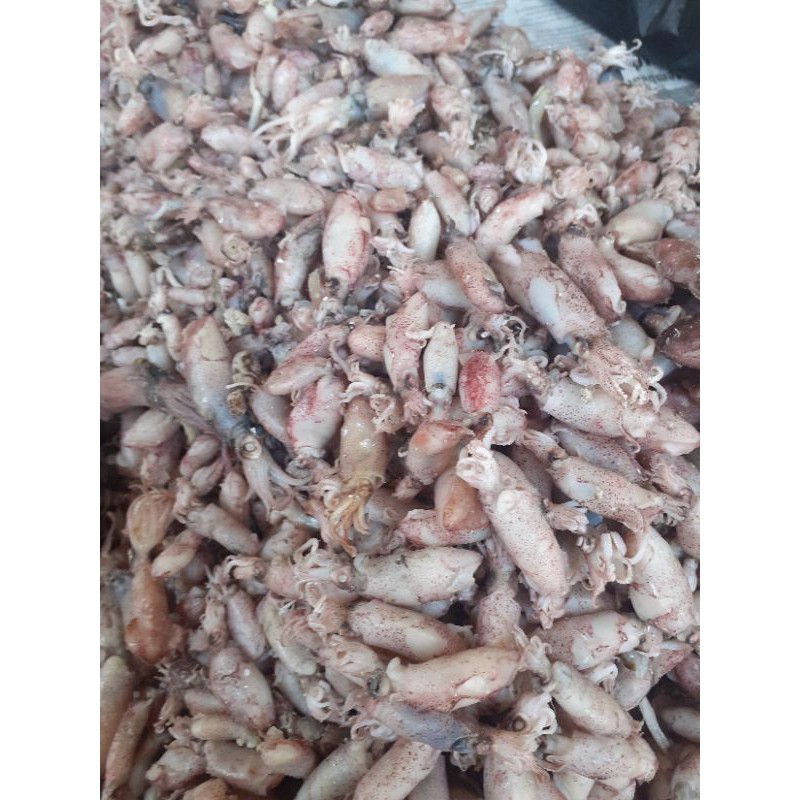 

Baby Cumi Asin/Rebus Size 0,5-4