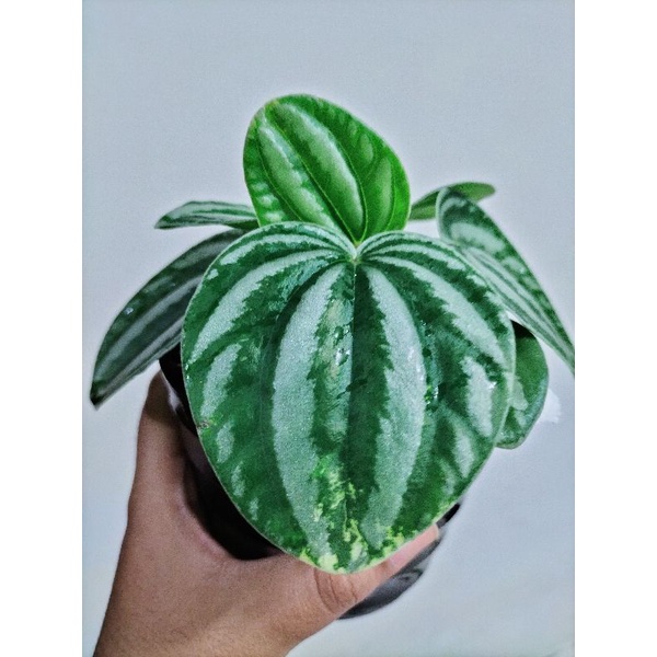 Peperomia Watermelon Variegata