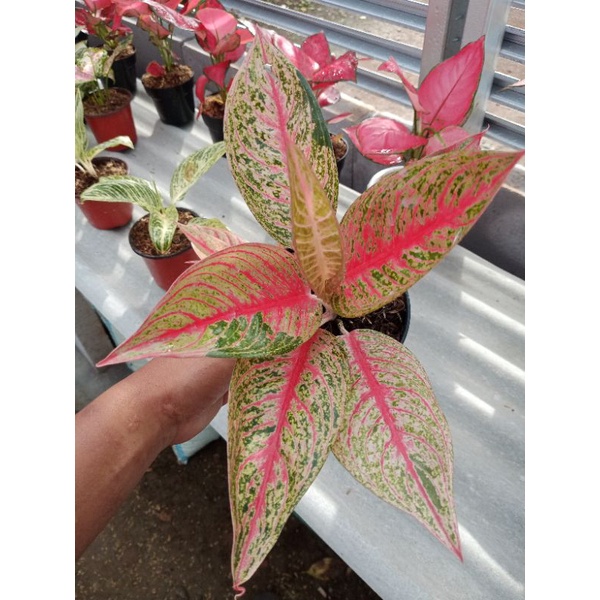 aglonema merah legacy / legasi remaja / legacy batang merah