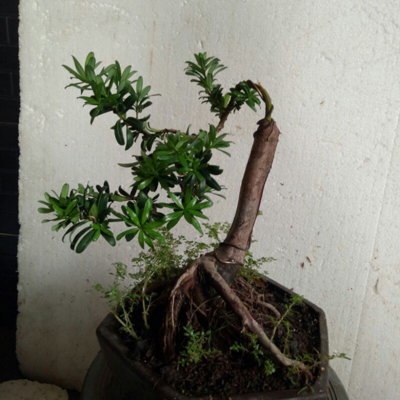 Bonsai Lohansung Mutiara