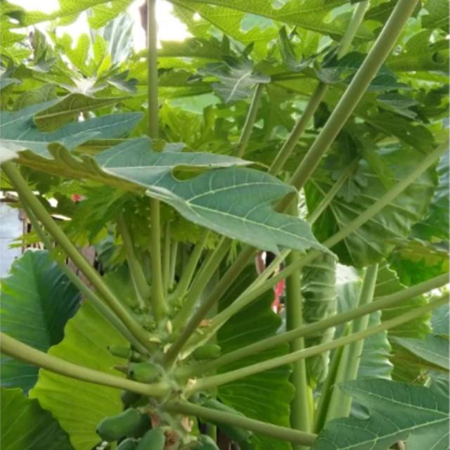 

Daun pepaya fresh