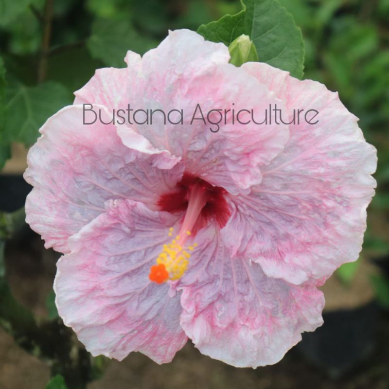 Bunga sepatu Cotton Pink - tanaman hias bunga sepatu import - bunga Hibiscus