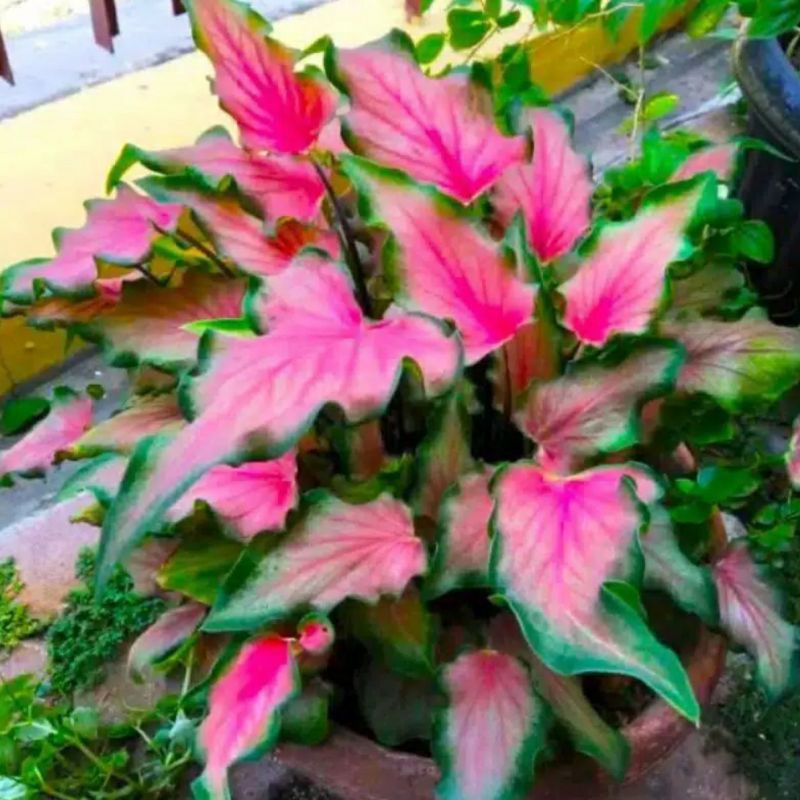 Tanaman hias keladi keris daun keris keladi merah - pohon hias keladi keris