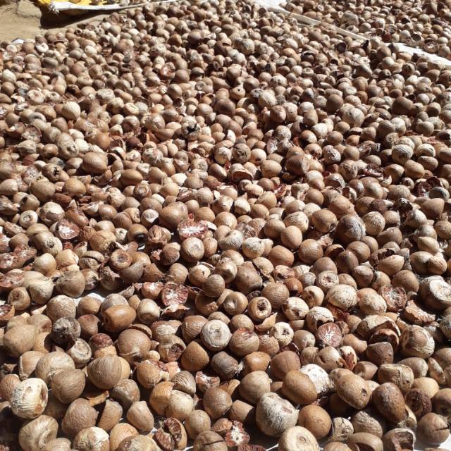 

BIJI BUAH PINANG TUA KERING ATAU BUAH JAMBE 1 kg