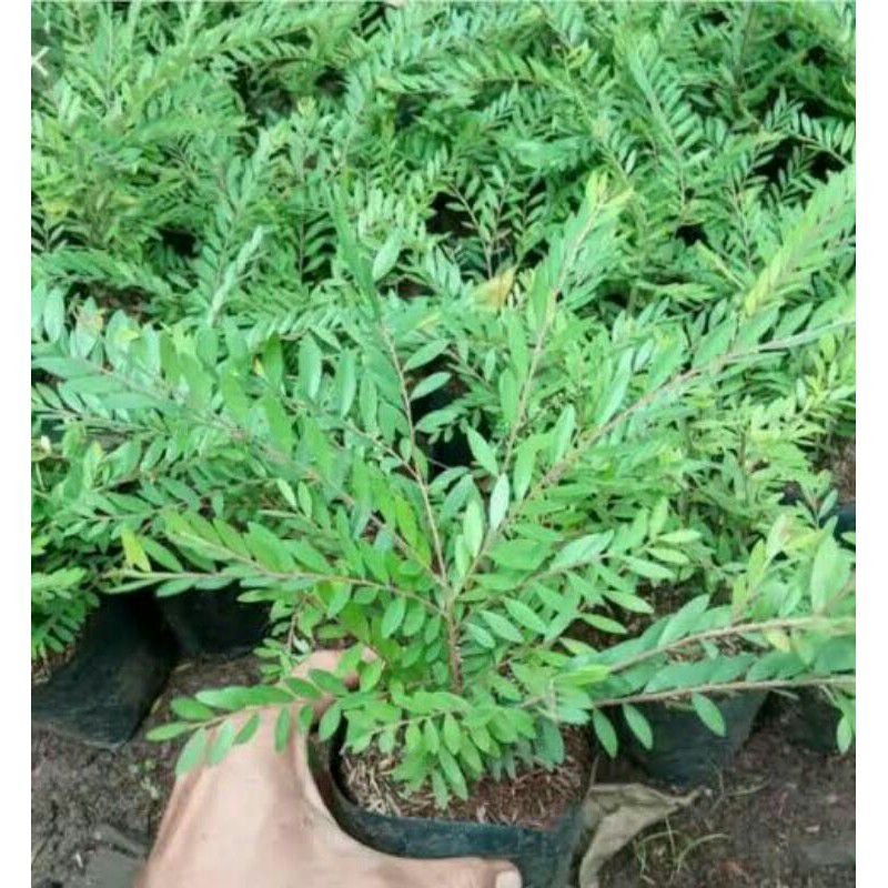 Tanaman hias cendrawasih - pohon cendrawasih