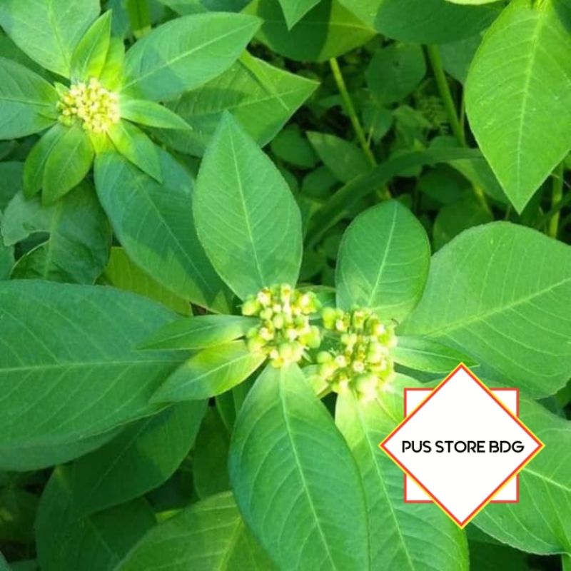 

Daun Kate mas/Daun sena 300 gram