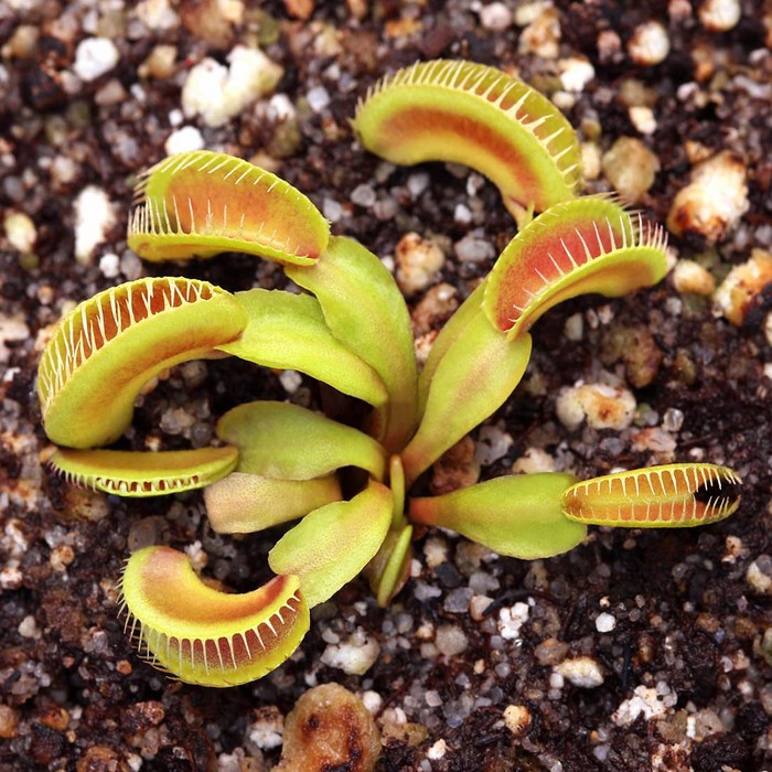 Tanaman karnivora Venus Flytrap ALIEN