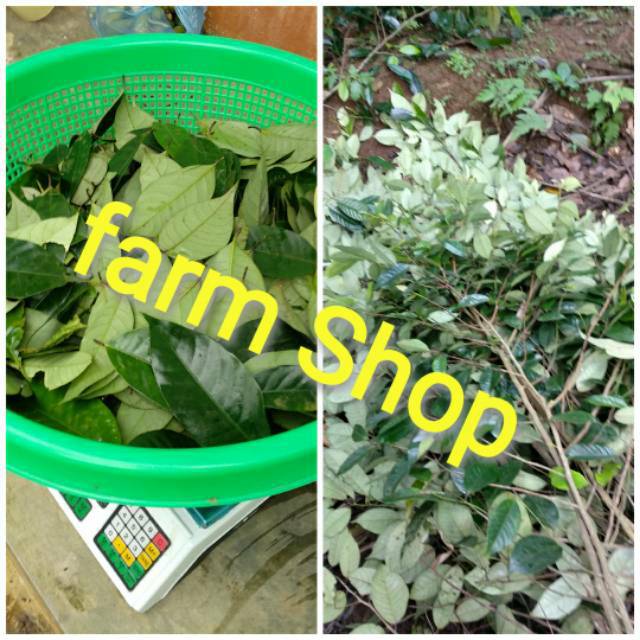 

daun pala fresh 100 gram herbal