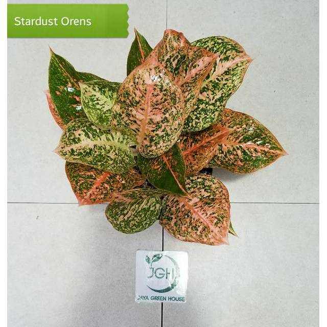 Aglonema Stardust Oren/Orange Indukan