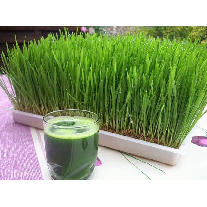 Wheatgrass (Gandum)