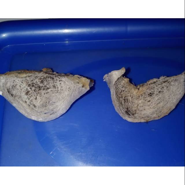 

Sarang Burung Walet Mangkok, Sudut dan Patahan / Yen Wo (Bird Nest)