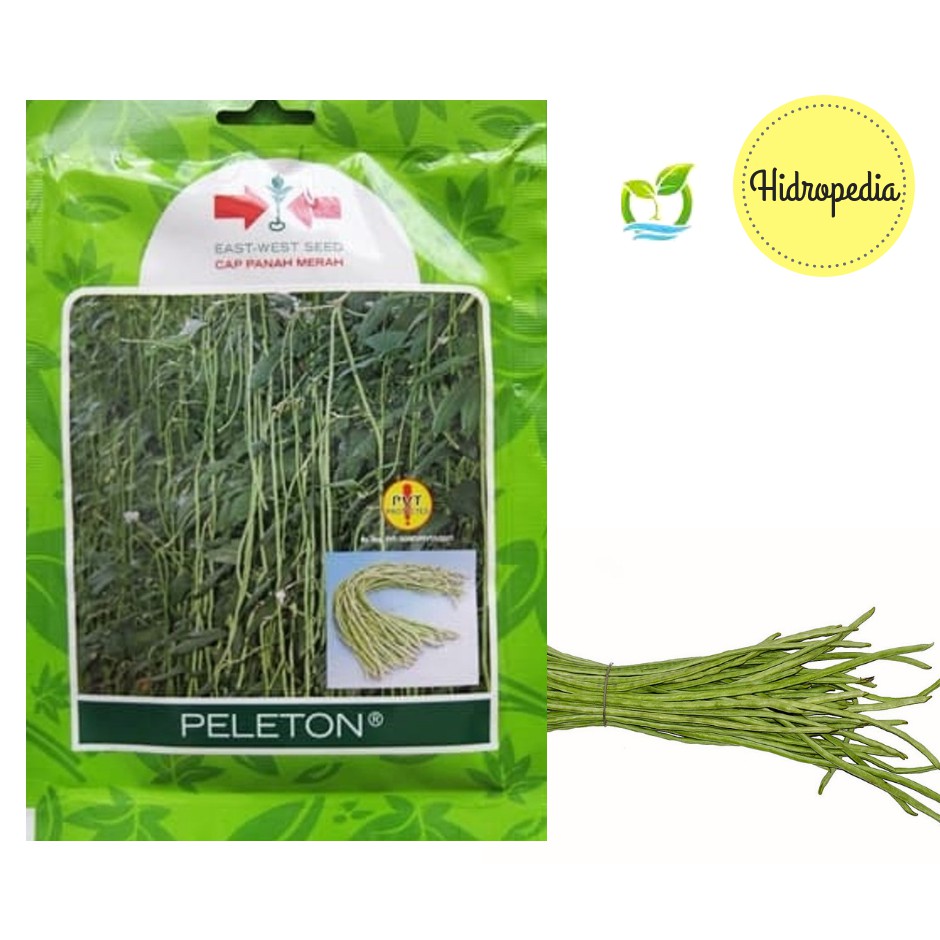 Benih Bibit Kacang Panjang Peleton ( 250 Seeds) - Panah Merah