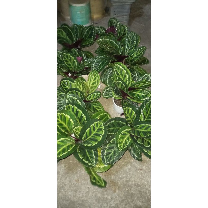 Calathea Linden