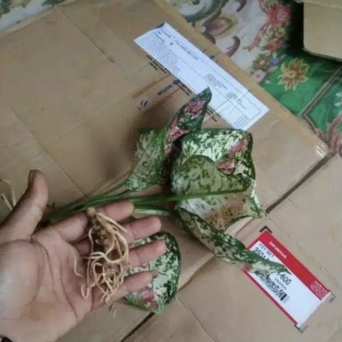 bonggol aglonema tricolor