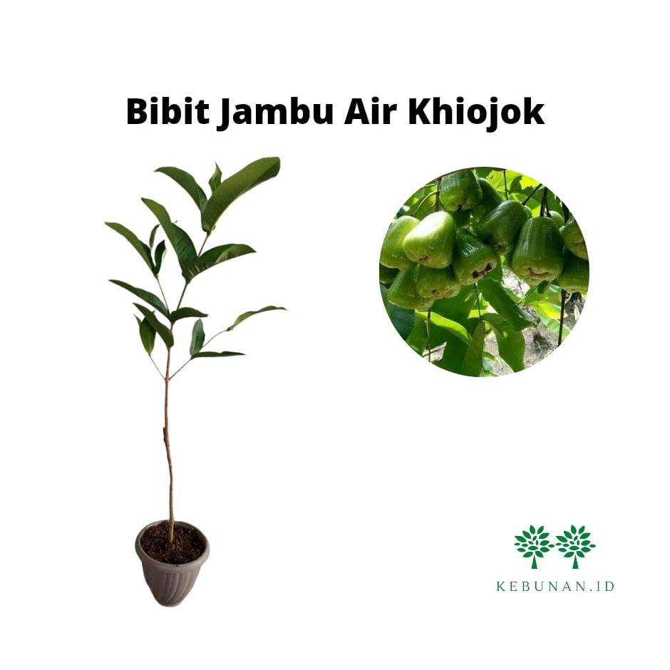 Bibit Jambu Air Khiojok Okulasi
