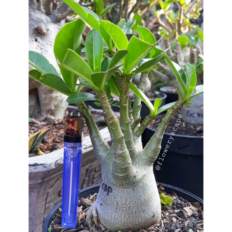 Adenium rb / adenium cdp / adenium karakter