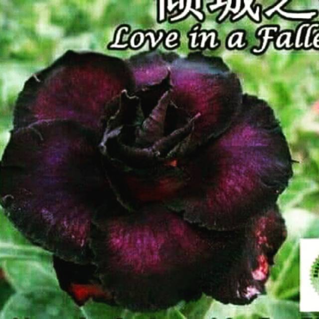 Bibit adenium tumpuk