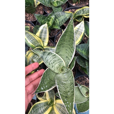 sansevieria Hahni cream