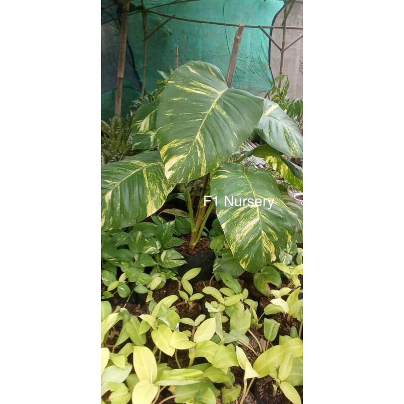 Sirih Gading Jumbo Varigata