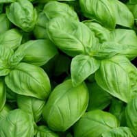 Benih Bibit Biji - Basil Sweet (Ocimum basilicum) Herb Seeds - IMPORT