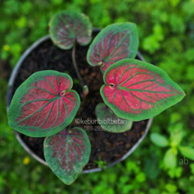 Caladium Tambuna Keladi Hias Thailand Shopee Indonesia