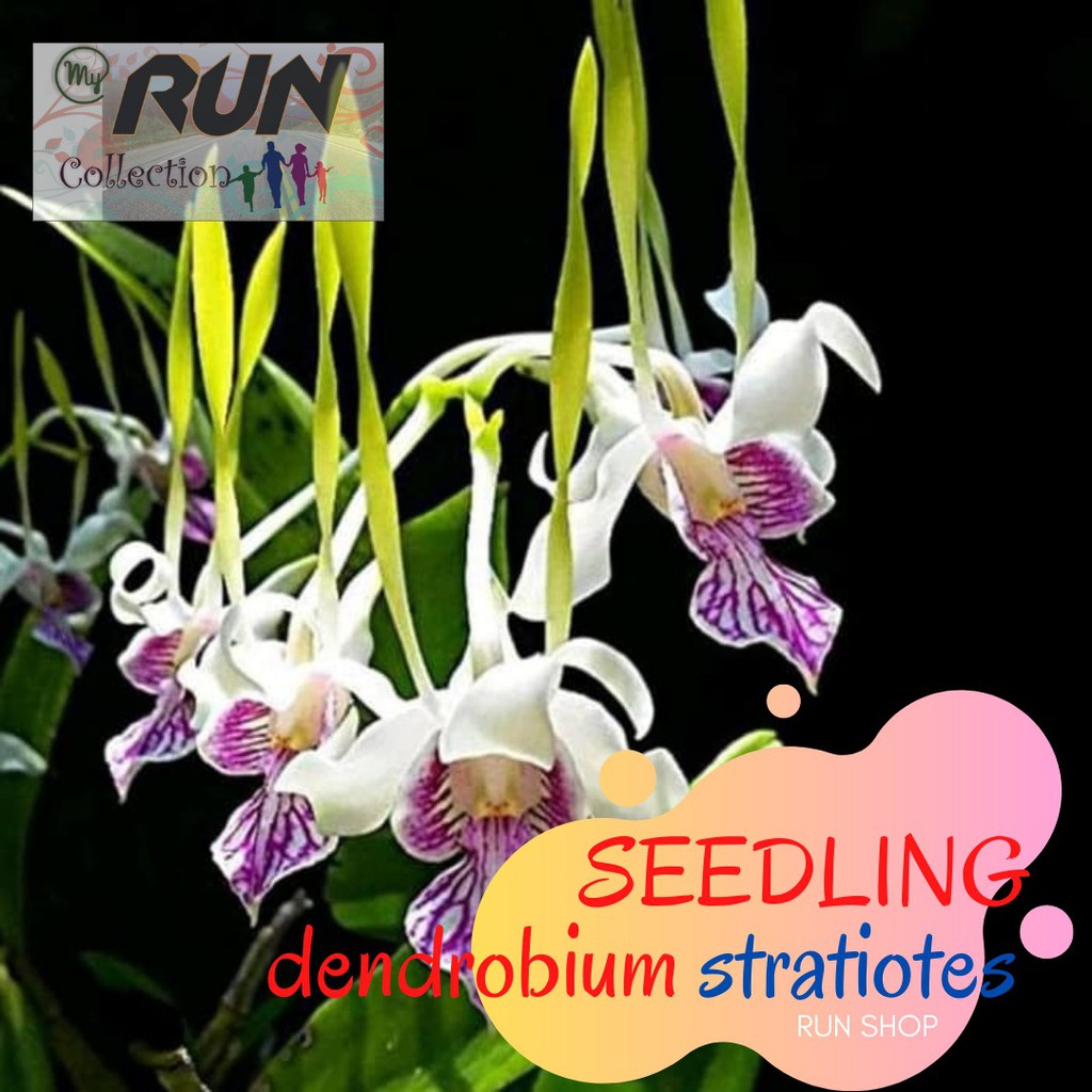 SEEDLING Anggrek Dendrobium Stratiotes