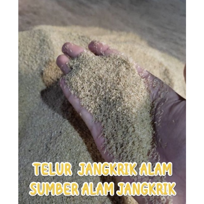

(READY STOK) TELUR JANGKRIK ALAM KUALITAS SUPER KEMASAN 250 GRAM