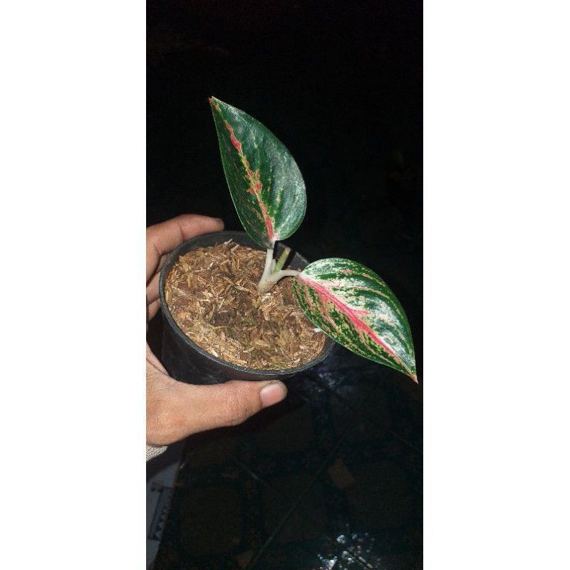 anakan aglonema adelia tulang merah