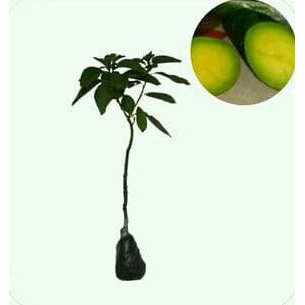 BIBIT BUAH BIBIT ALPUKAT TANPA BIJI JUAL