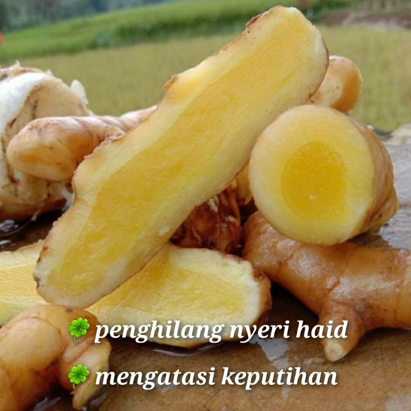 

KUNYIT MANGGA Herbal Tradisional SEGARR 1kg