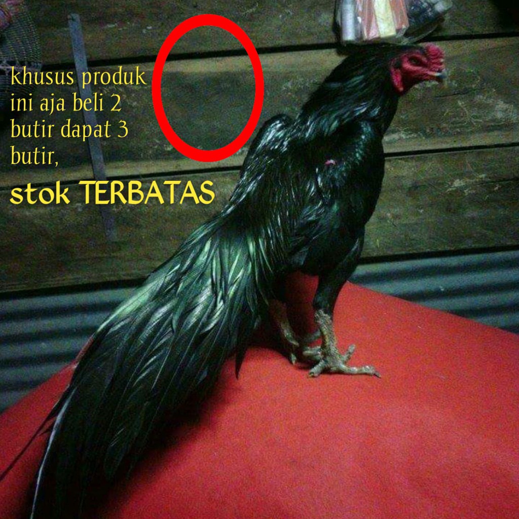 peternak ayam bangkok aduan super