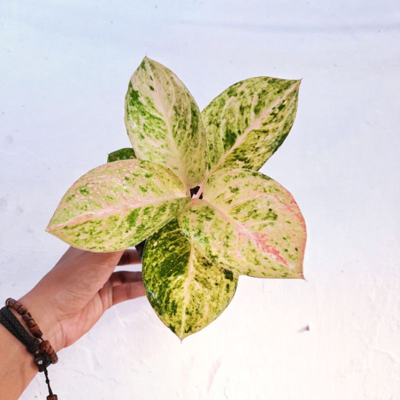 Aglonema emerald  / tanaman aglonema  emerald / aglonema murah ratudaun nursery