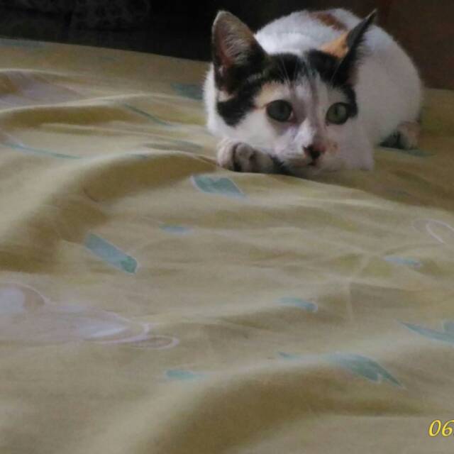 azizahummi