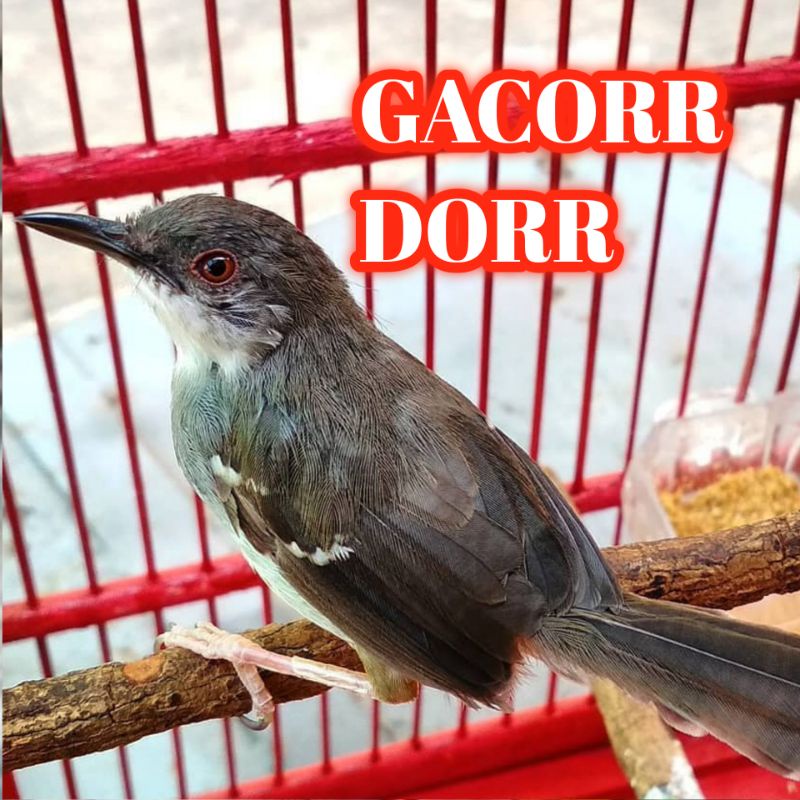 Burung ciblek kristal gacoran dorr jantan rawatan cocok masteran