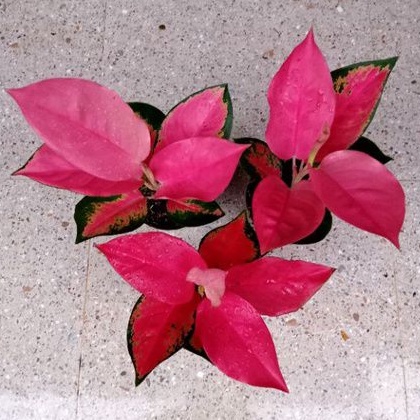 Aglonema pink Majesty Spesial Daun 8-9-10++