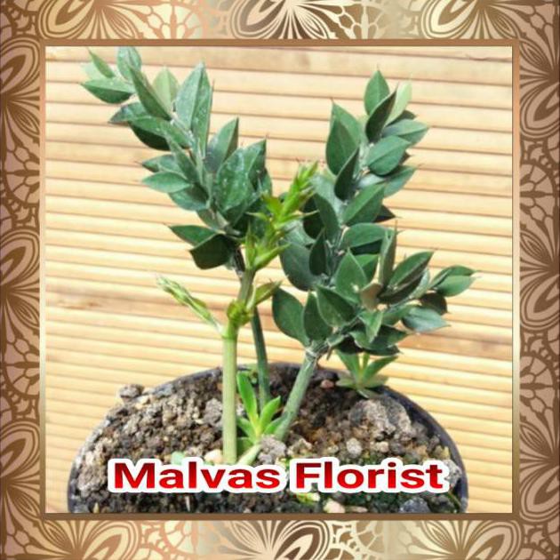 Tanaman Hias - Bibit Bunga Ruskus Mikro Ingat