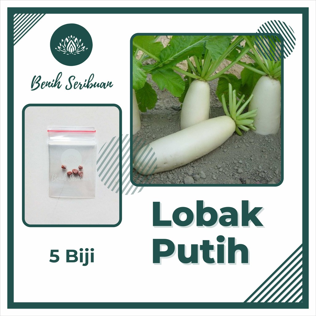 5 Bibit Lobak Putih F1 Hibrida Ming Ho Sayuran Known You Seed - Benih Tanaman Sayur Unggul Seribuan