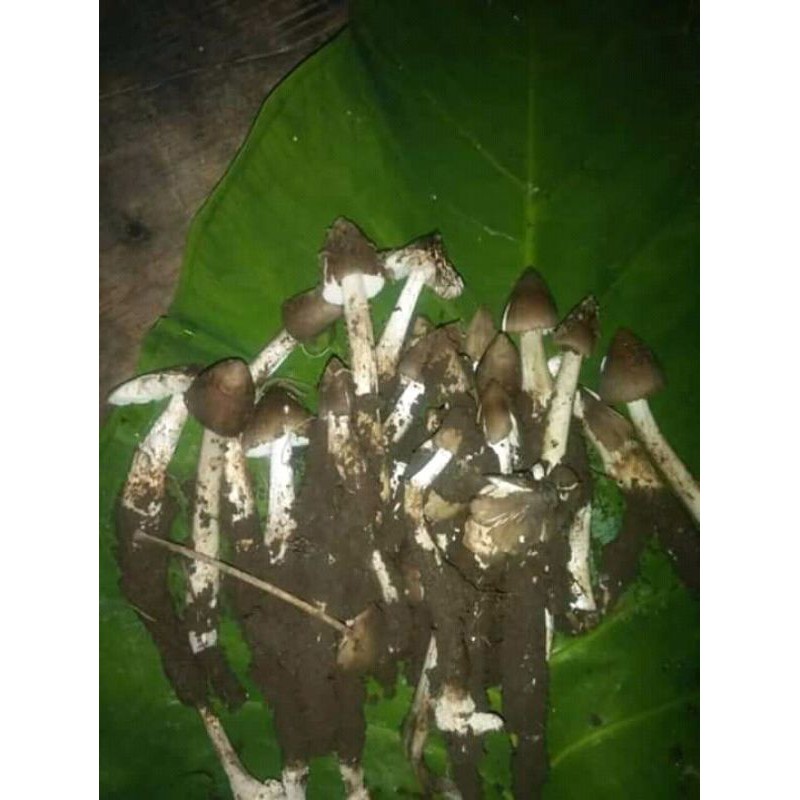 

jamur merang