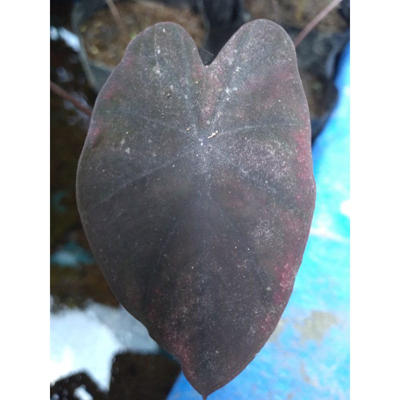 Colocasia keladi Black Magic