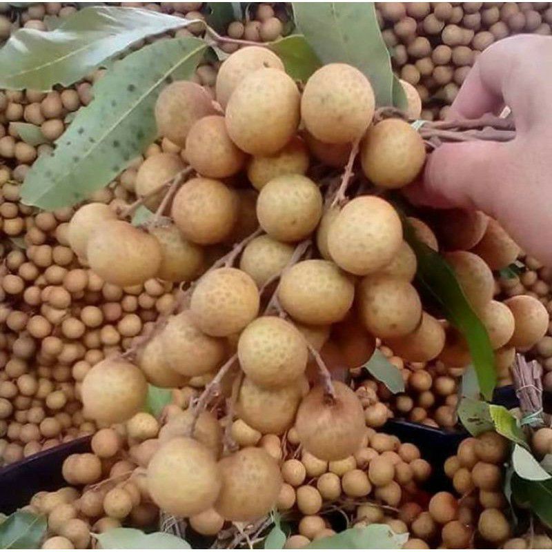 Bibit Tanaman Kelengkeng Matalada-Bibit Lengkeng Matalada-Bibit Lengkeng-Bibit Kelengkeng