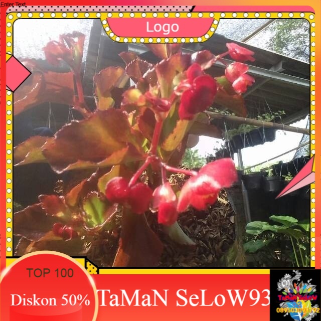 Tanaman hias begonia merah-begonia bunga merah