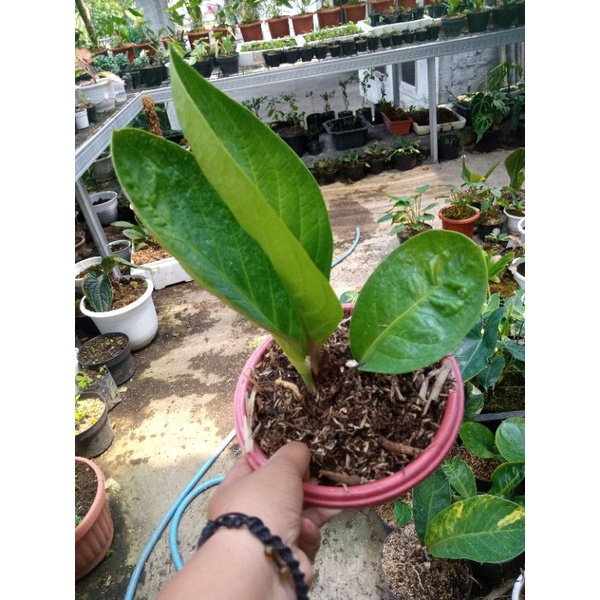 jemani mangkok ijo remaja