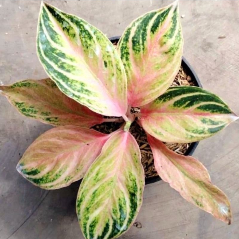 Aglonema Cinta / bibit bunga / bunga hidup / tanaman / tanaman bunga / bunga hiasan /bunga aglonema 