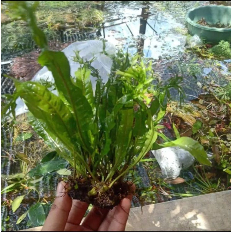 windelove tanaman aquarium aksesoris hiasan aquascape hidup murah