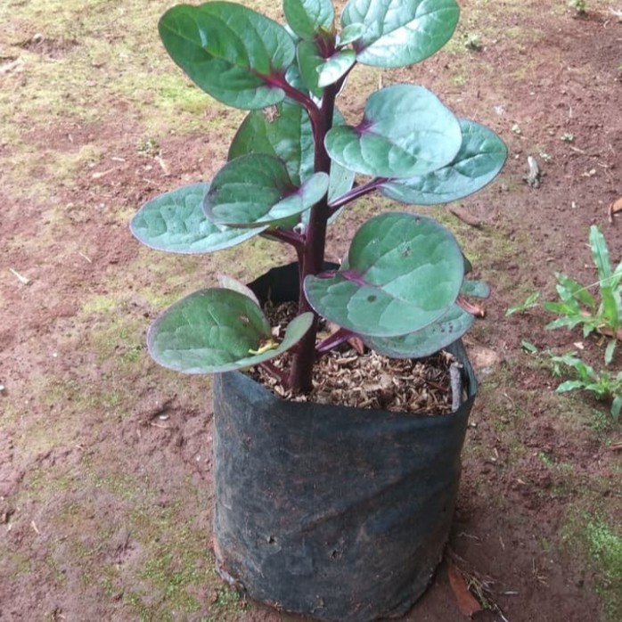 

pohon binahong merah herbal