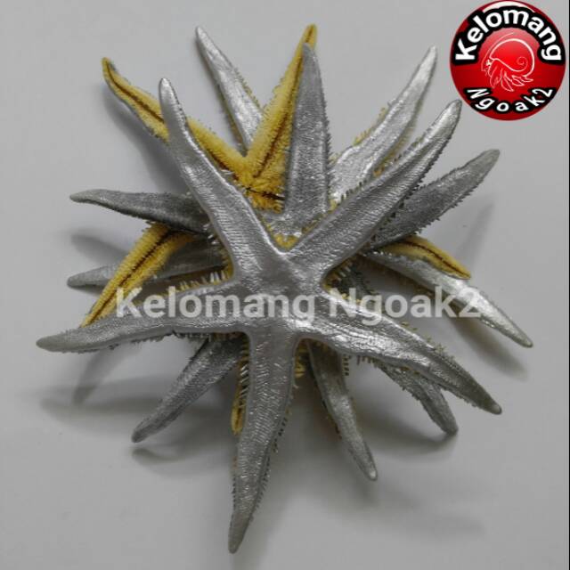 

Bintang Laut Warna Silver